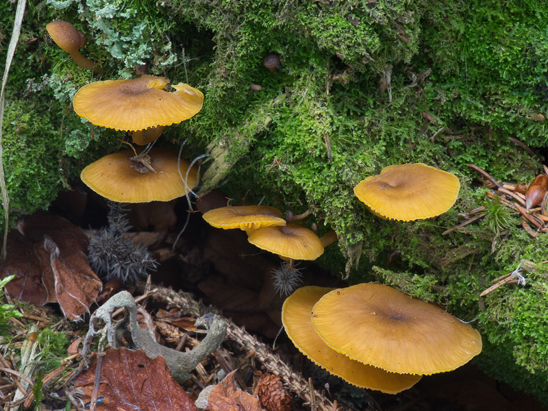 Chrysomphalina chrysophylla